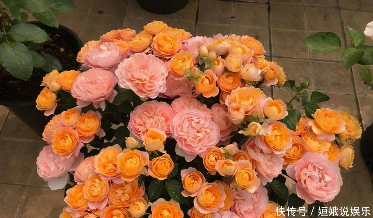 微型|这9种微型的月季花各有各的特点,你喜欢哪一种