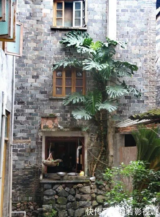 龟背竹|30年的芦荟,20年的龟背竹,硬生生把花养成了树!