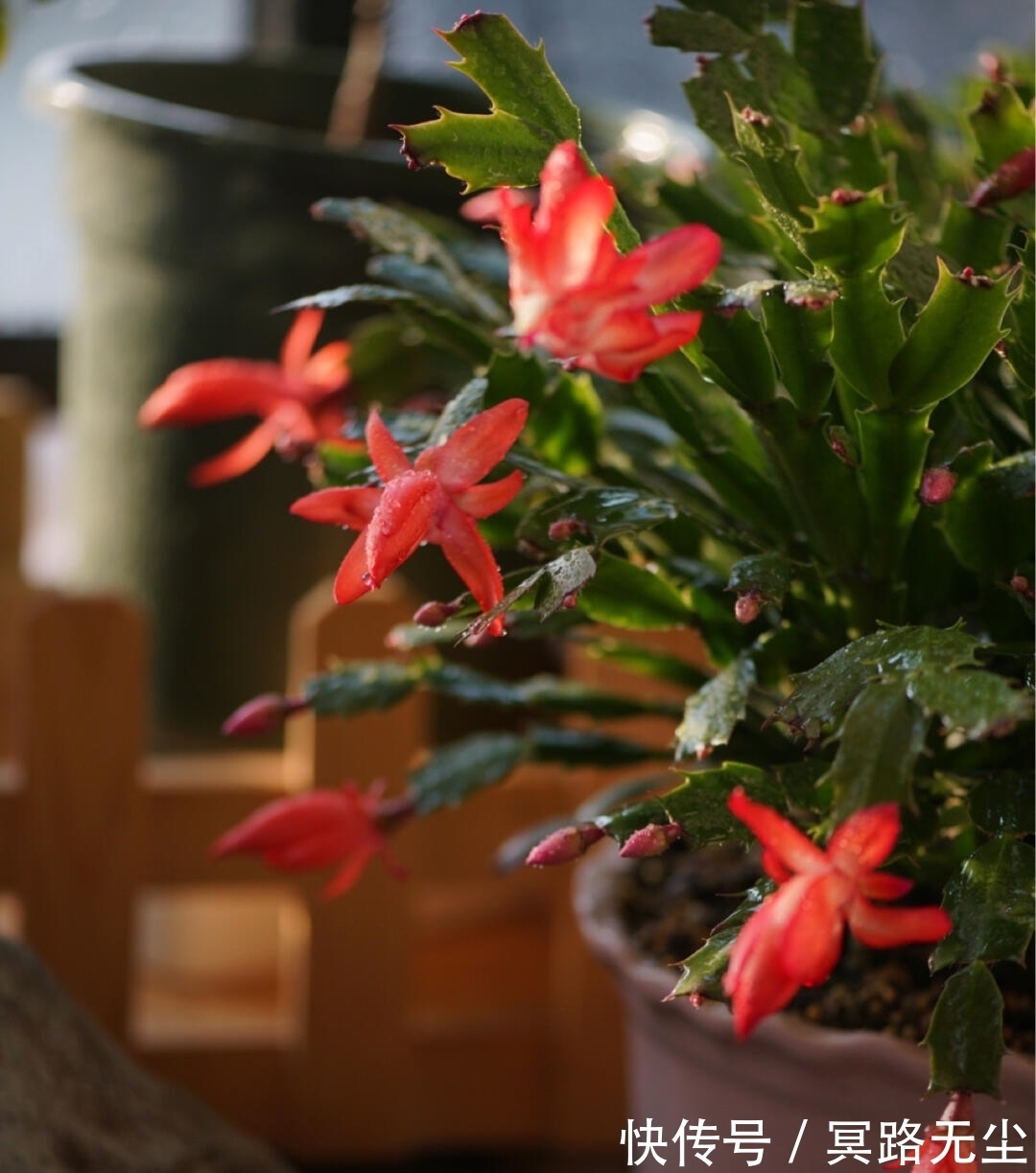 开花|蟹爪兰开败后,2件事别做错,否则想再开花,很难