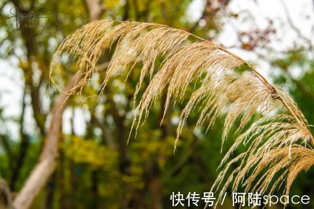 芦苇|不用买票就能体验如此漂亮的木栈道，良渚的美丽乡村就是这么壕