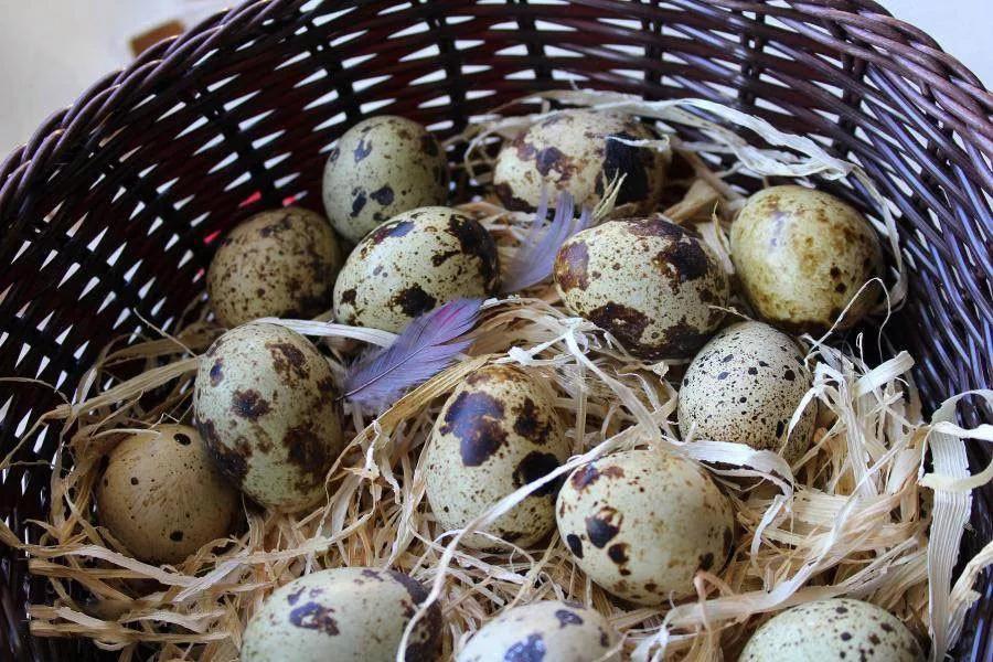 动物|“动物人参”比核桃补脑、比鸡蛋养人!常吃老人睡好,孩子更聪明