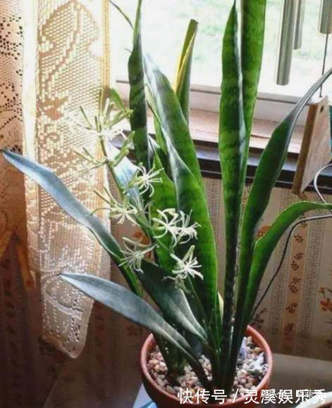 6种植物，花开富贵“好兆头”，能养开花是“高手”，你家有吗？