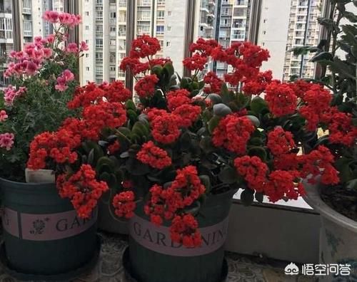 养的长寿花春天打顶了也掐尖了，不开花怎么办？