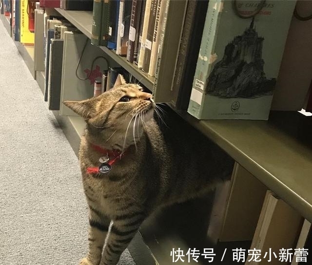 虎斑猫|大学聘请新图书管理员, 只卖萌不干活, 猫咪管理员吸引学生多读书