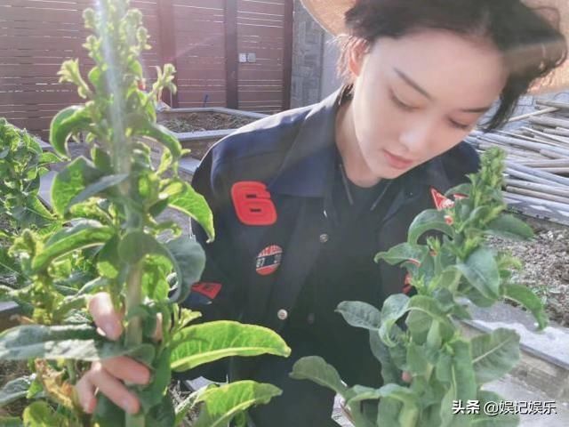 张馨予在家下厨，喂爱宠吃莴笋，开心唱儿歌疑似在哄两岁女儿