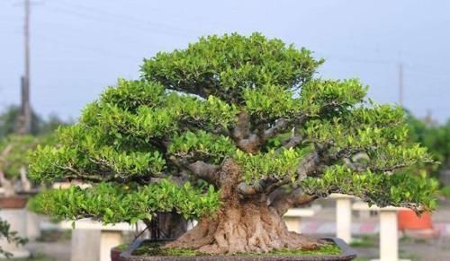 养榕树盆景,掌握“4点”技巧,颜值常年在线,花开培养成老桩
