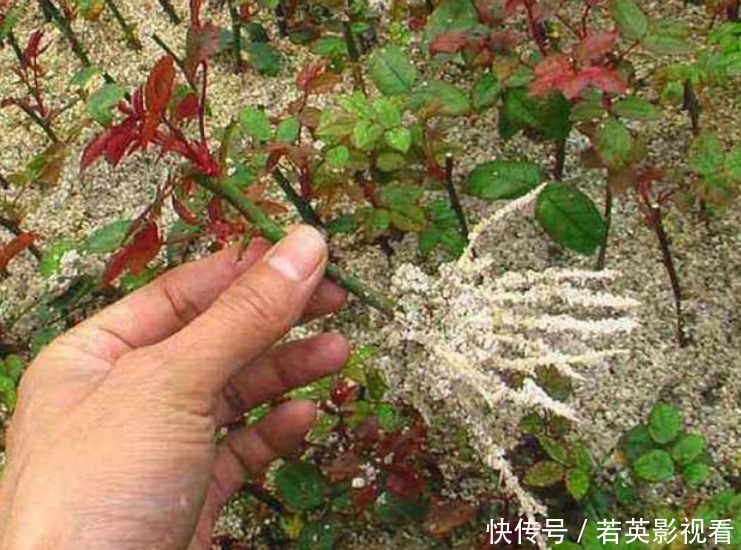 家家都有的“生根水”，不花1分钱，扦插花卉7天生白根，特好用！