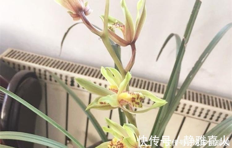 小玩意|兰花爱喝这种“催花水”,什么淘米水、过期药都不如它,简单实用