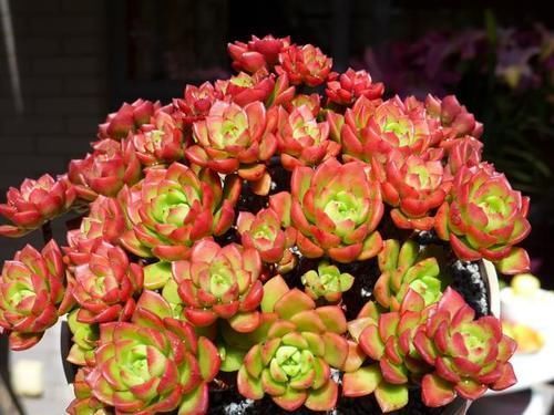 阳台上|喜欢多头爆侧芽的多肉,可以从这6方面入手,看看哪种适合你