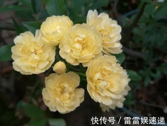 花开像月季，易爆花，-20℃冻不死，好养活不生病，比桂花香10倍