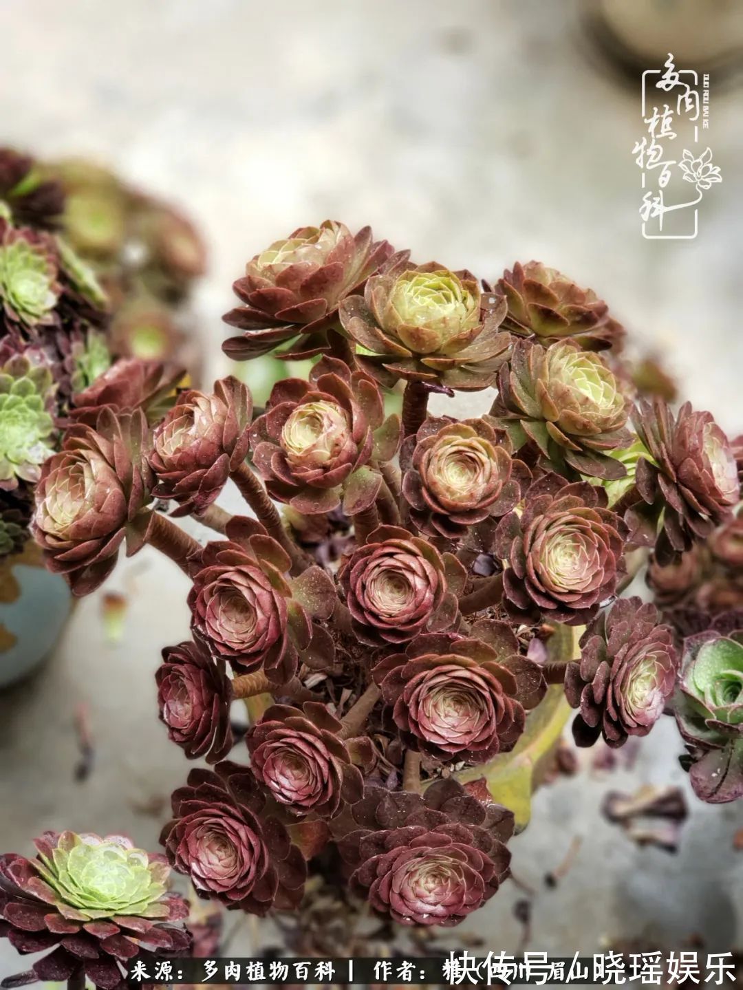 万圣节|养多肉六年,从痴迷到佛系,世事漫随流水,唯有喜爱永恒!