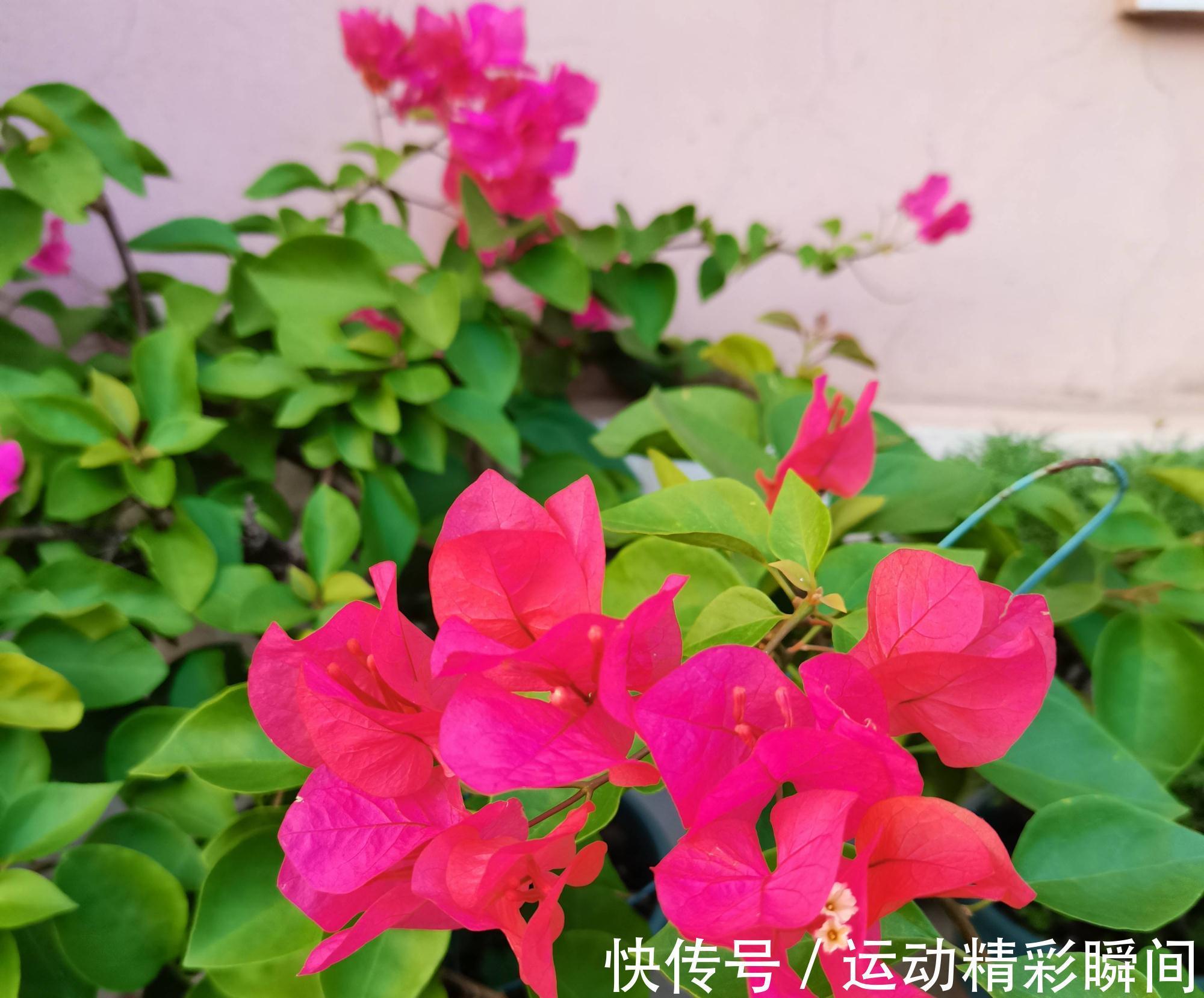 阳台种3种花，一年至少开三个季节，花量大颜色美花期长很绚烂