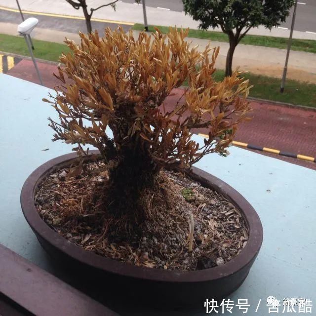 植物体|玩好盆景不容易，玩死它却是手到擒来