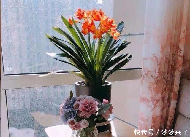 空气干燥|冬天把花搬暖气房就安全了?忽略了这一点,反而被热死!
