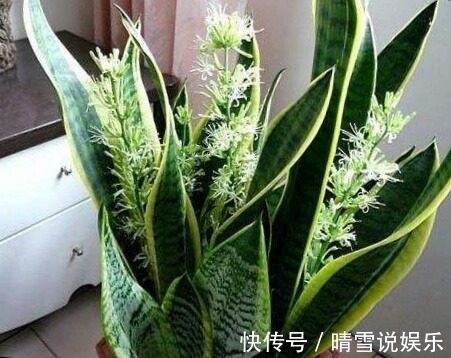 这9种花,特别适合新手养,越不浇水越爆盆,总有一款适合你!