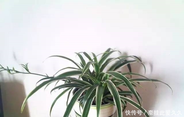 根全烂了别扔,这样做,分分钟把花救活!