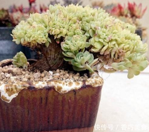 想要多肉变形教你4招缀化方法,第3种1周就能变成鸡冠头