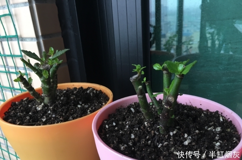 长寿花5月花期结束,休眠前准备3点,9月多分花芽,入冬花量翻倍