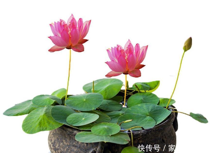 六种花就不怕浇水,浇水越多长势越茂盛,实践与经验分享