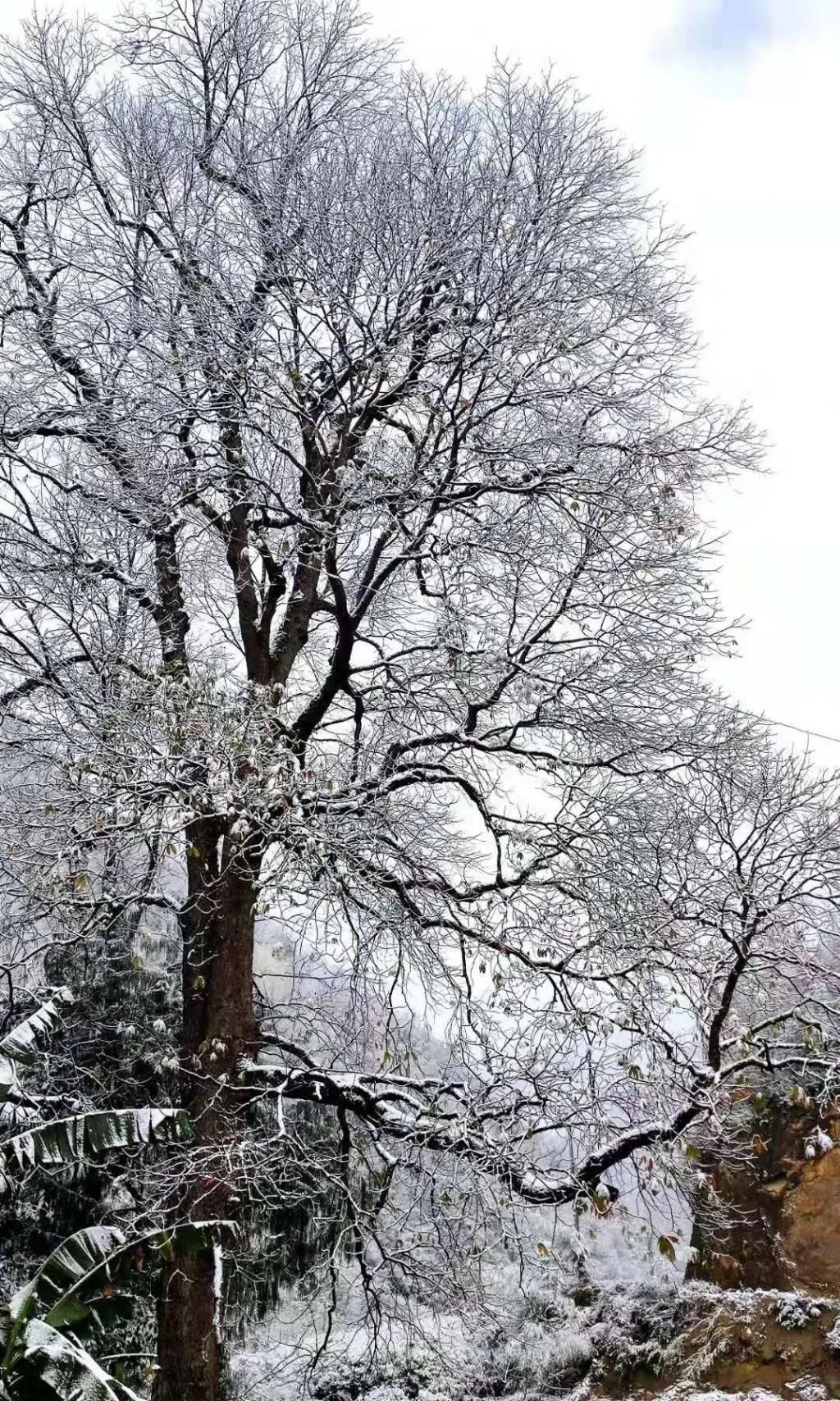 县区|初雪！周边县区雪景美图来袭！