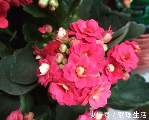 养分|长寿花开完花别偷懒,做好这4点,还能继续复花