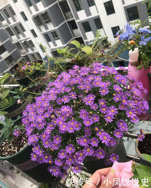 女人的阳台，别缺5种花，好养爱爆盆，一盆千百朵，枝头花苞满