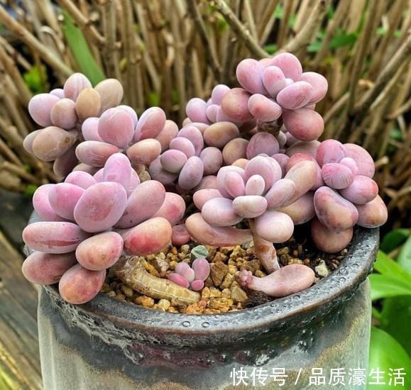 花盆|一棵桃蛋能否逆袭,往往看花友否无把握好这6点!