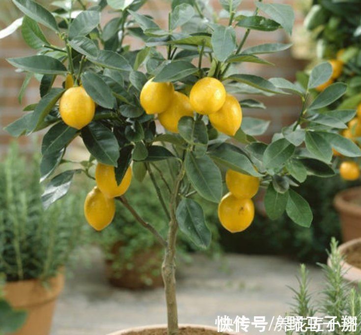 养这7种花，“醋”要经常浇，每月浇一碗，叶子绿油油