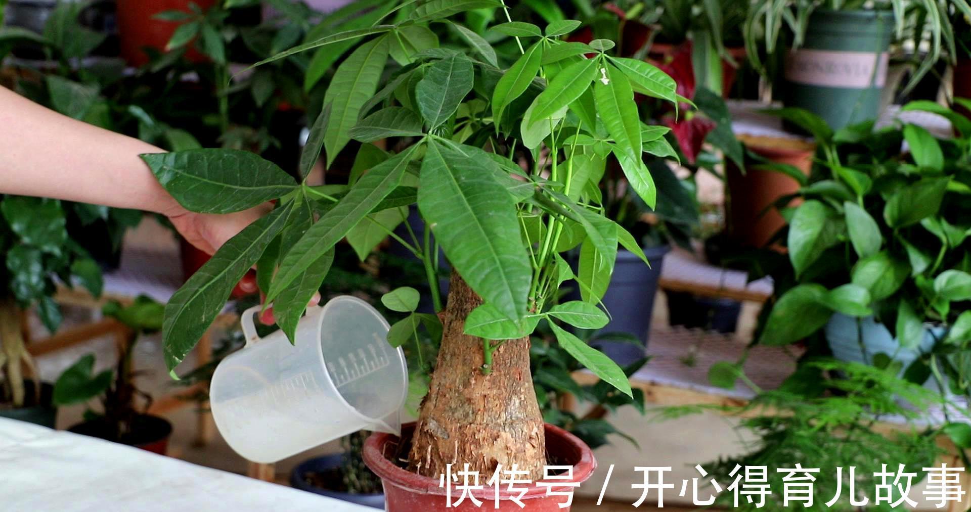 天冷发财树就黄叶,2个“病因”揪出来,分分钟解决,叶片油绿