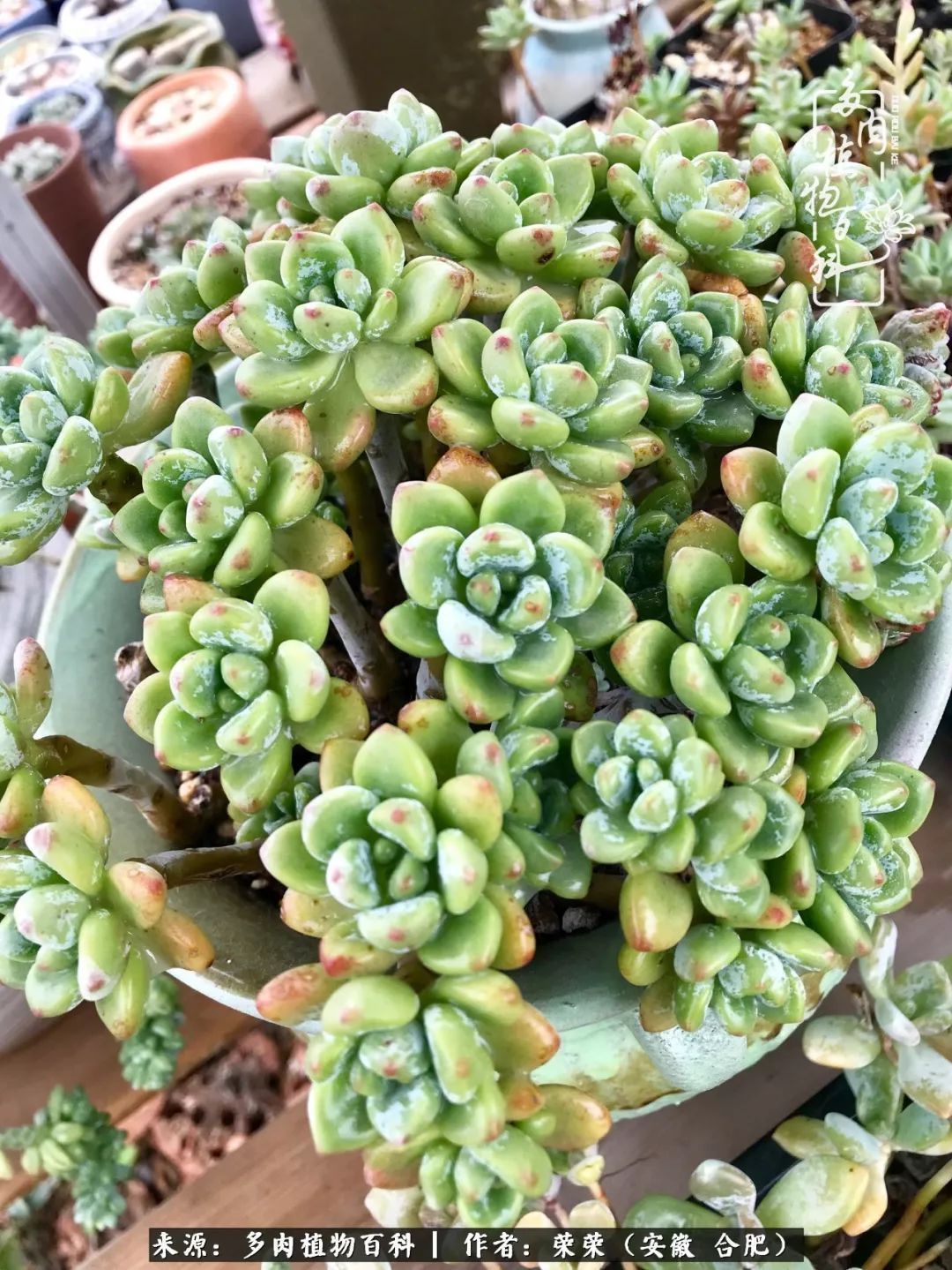 金秋时节，变化带来的惊喜不正是养肉的乐趣所在么！