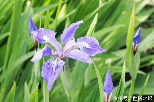 催人泪下|晏几道最深情的一首词,感人至深、催人泪下