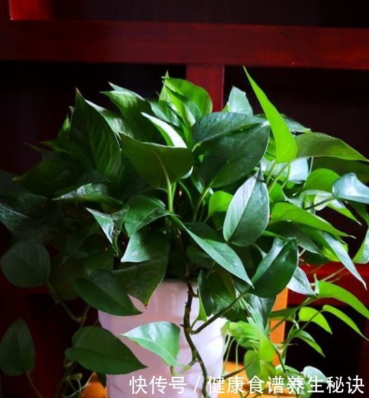 不会养绿萝,教你几个“小技巧”,叶片油绿肥厚,蹭蹭长满盆!