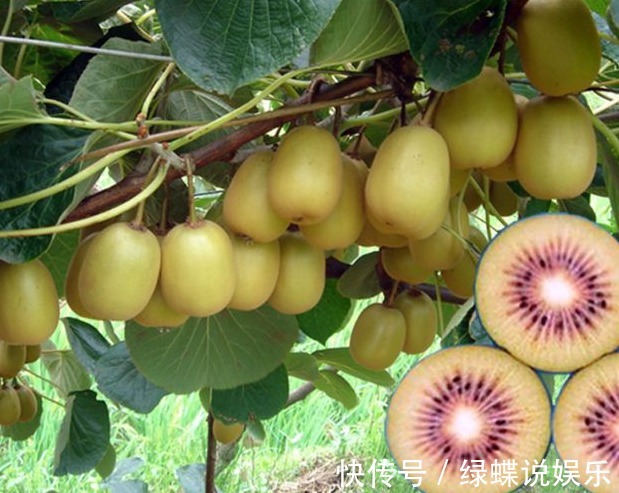 猕猴桃|超市看到这种猕猴桃,不要买,买了也不要食用,看完快告诉身边人