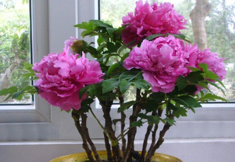 颜值超高的几款花卉,一年四季花开不停,给点阳台就灿烂