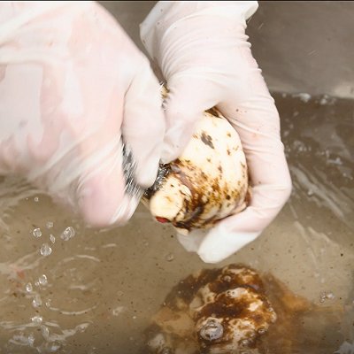  加上五花肉白辣椒一起炖