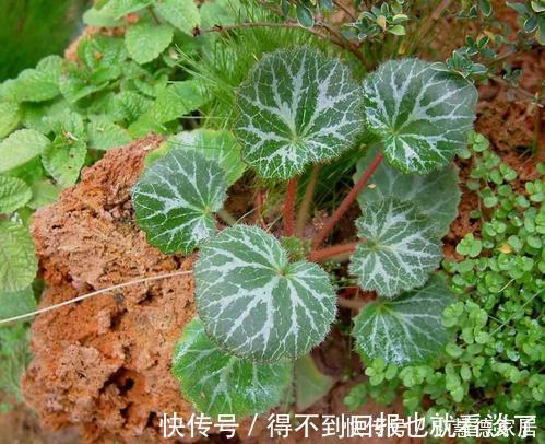 冬天|4种漂亮植物，不开花也好看，耐寒又好养，零下几度都冻不死！