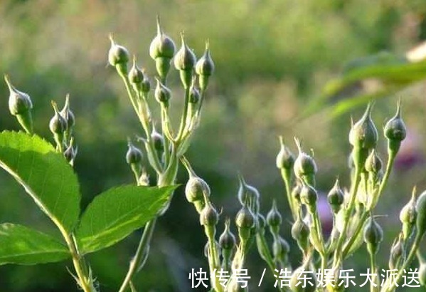 月季|月季花不好养那是养的方法不对,浇“神奇药水”一株能长30花苞