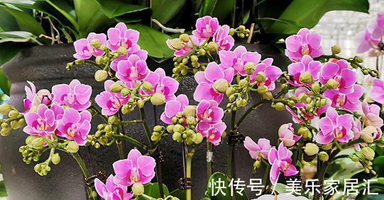 花样年华|10大蝴蝶兰品种,你喜欢哪一个