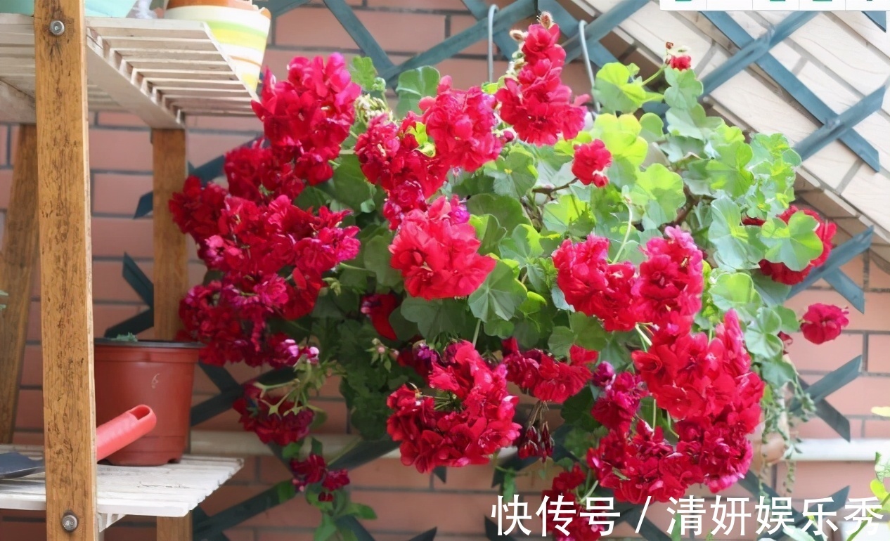 蚊虫|邻居的院子夏日几乎没“蚊虫”,原来是因为养了3种花,我也要养