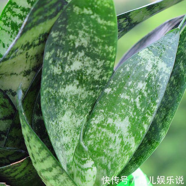 扦插虎皮兰要谨慎,生出一窝“老祖先”,一点也不好看