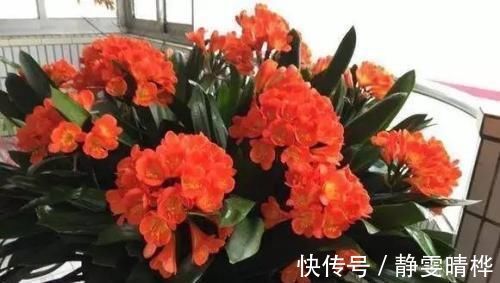 开花|花长得不好盆里放根香蕉,叶子肥厚、疯狂开花,连肥都不用施