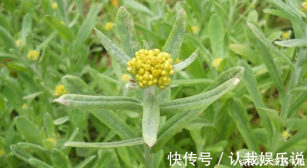 青蓬|农村这种植物是难得的中草药，有降血压、降尿酸的疗效，你认识吗