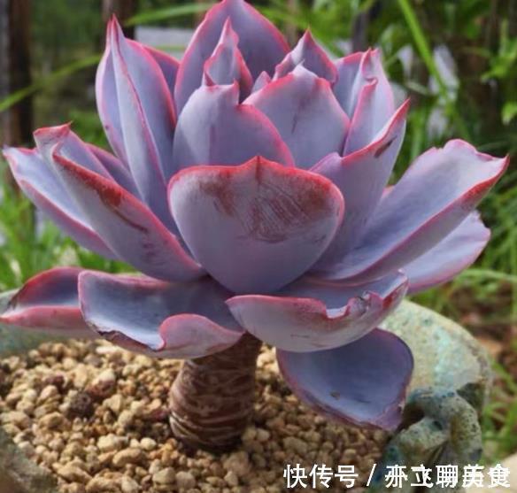 碧玉环|3款高颜值多肉,大部分人都后悔入手,图片好看,养起来很坑