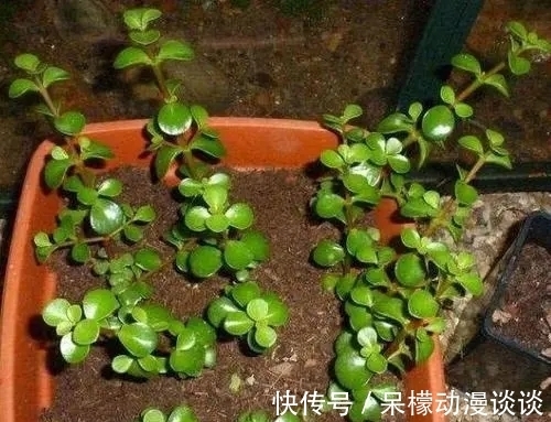 植株|金枝玉叶如何养好？做好这关键几点，开出灿烂的花朵