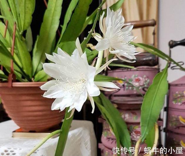 花卉|懂行的人冬天坚决不买三种花,冬天都不会买,白给也不要