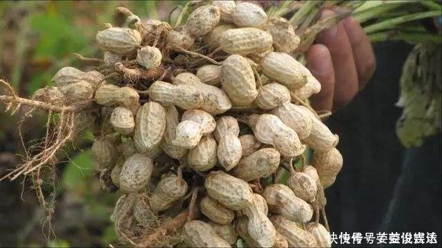 卵磷脂|对健康最好的零食,每天吃一把,肚子平了,腿不粗了,越吃越年轻