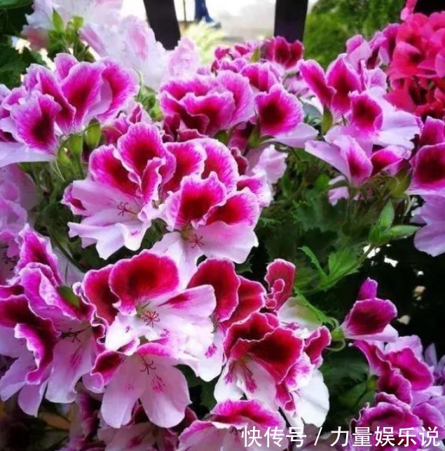 开花最香的4种花，家里养一盆，适应性强、花朵绚丽多彩