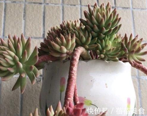 多肉千佛手怎么养殖