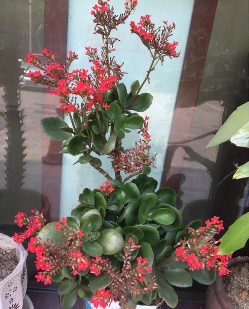 花盆|养这三种花,盆越小,开的花越多,放大盆还容易死