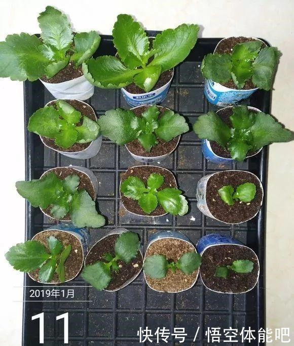 长寿花扦插8大步骤,一盆变十盆,超轻松!长寿花扦插8大步骤,一盆变十盆,超轻松!